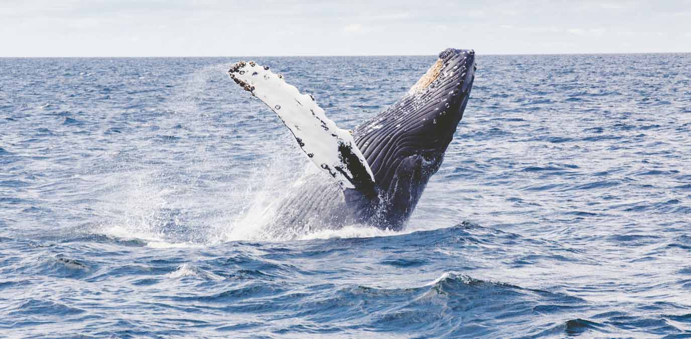 Moby Dick